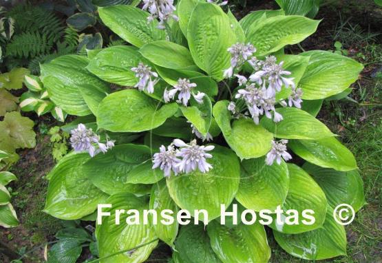 Hosta Sum and Substance